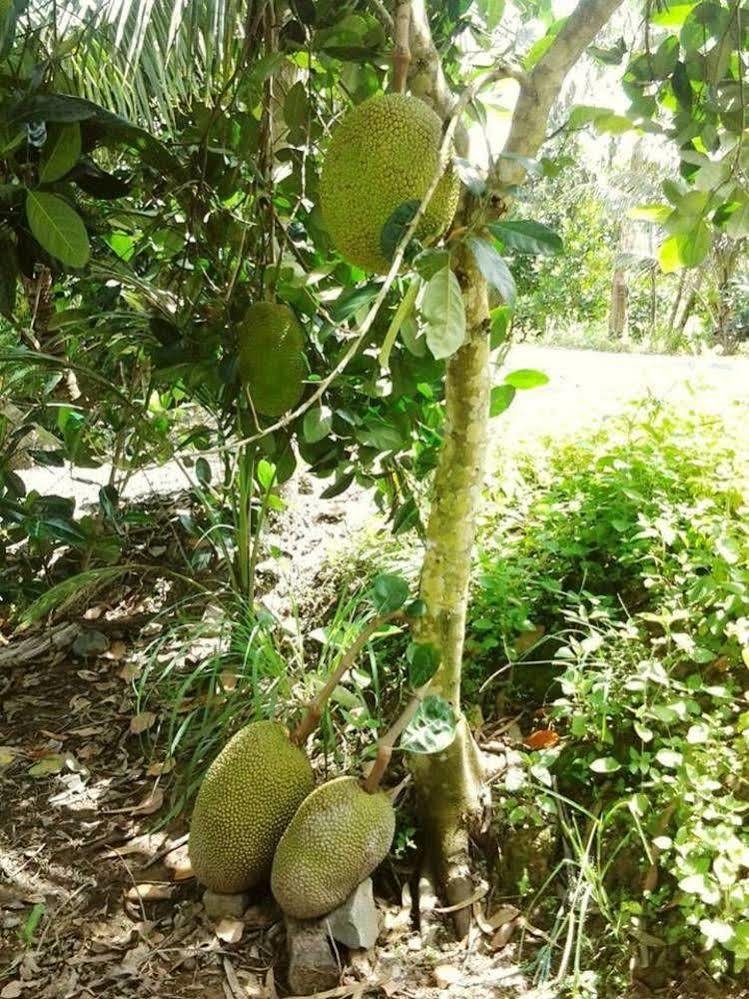 קאן טו Green Village Homestay מראה חיצוני תמונה